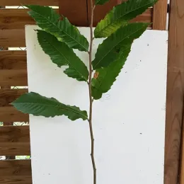 Châtaigner 'Marsol' (Castanea sativa) — jeune plant dressé en pot devant panneau · Pot 1.5L