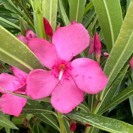 Laurier rose 'Margaritha' (Nerium oleander) — gros plan sur grande fleur rose épanouie