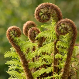 Fougère arborescente d'australie (Cyathea cooperi) — frondes de jeune fougère enroulées, gros plan · Photo d'illustration