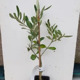 Olivier d'europe 'Oliviere' (Olea europaea) — jeune plant en pot avec tuteur en bambou · Godet