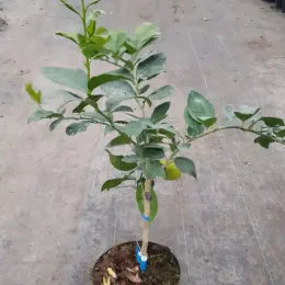 Citronnier 'La valette' (Citrus limon) — jeune arbre en pot avec tuteur et feuillage vert · Pot 5L Tige