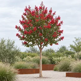 Lilas des indes 'Rouge' (Lagerstroemia indica) — arbre aux fleurs rouges isolé dans jardin minéral · Photo d'illustration