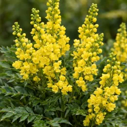 Mahonia 'Softcaress' (Mahonia eyrybracteata) — grappes serrées de fleurs jaunes au-dessus du feuillage · Photo d'illustration