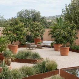 Avocatier race guatémaltèque '(semis de hass)' (Persea americana) — grands arbustes en pot sur terrasse minérale · Photo d'illustration