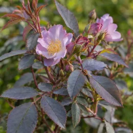 Rosier (Rosa glauca) — branche avec fleurs simples et feuillage coloré · Photo d'illustration