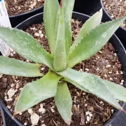 Agave obscura — rosette succulente verte en pot de pépinière · Pot 2.5L