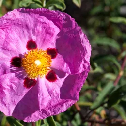 Ciste pourpre (Cistus purpureus) — grande fleur rose froissée avec centre jaune