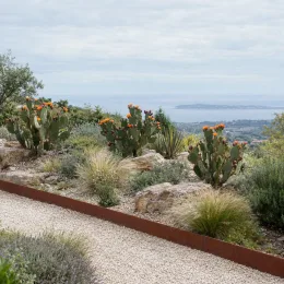 Oponce à fleurs oranges (Opuntia elata) — cactus dressés aux fleurs oranges dans massif sec