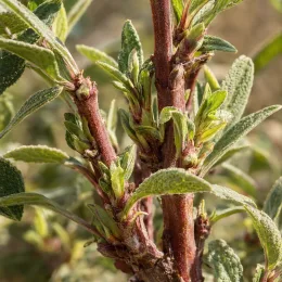 Sauge commune 'Grower's friend' (Salvia officinalis) — gros plan sur tiges ligneuses et jeunes feuilles · Photo d'illustration