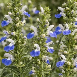 Sauge prostrée (Salvia chamelaeagna) — épis dressés de petites fleurs bleu et blanc · Photo d'illustration