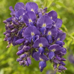 Glycine d'amérique 'Longwood purple' (Wisteria frutescens) — grappe dense de fleurs violettes ouvertes