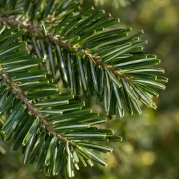 Sapin pectiné (Abies alba) — gros plan sur aiguilles épaisses vert foncé brillantes · Photo d'illustration