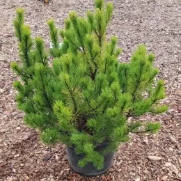 Pin de montagne 'Mughus' (Pinus) — conifère buissonnant dense en pot noir · Pot 15L Touffe