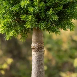 Cèdre du japon 'Little champion' (Cryptomeria japonica) — petit conifère taillé sur tige, feuillage dense