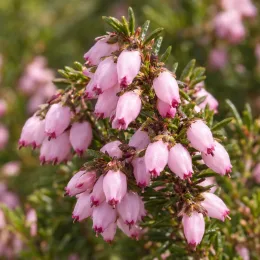 Bruyère 'Jw porter rose' (Erica darleyensis) — grappes de petites clochettes roses et blanches