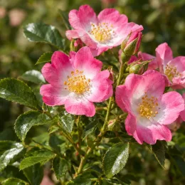 Rosier paysager rose et blanc hortis (Decorosier hortis) — fleurs simples roses et blanches en gros plan · Photo d'illustration