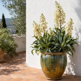 Yucca ondulé (Yucca rupicola) — grand plant architectural en pot vernissé sur terrasse · Photo d'illustration