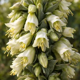Broméliacée des andes (Puya raimondii) — grappe dense de fleurs crème en gros plan · Photo d'illustration