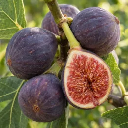 Figuier 'Violette d'argenteuil' (Ficus carica) — gros plan de fruits mûrs sur branche · Photo d'illustration