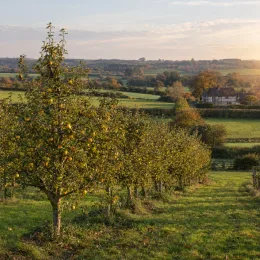 Pommier 'Goldrush delisdor' (Malus domestica) — rangées d'arbres fruitiers dans un verger vallonné
