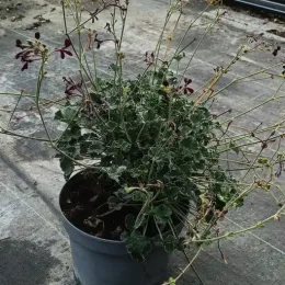 Géranium rouge grenat (Pelargonium sidioïdes) — plante en pot gris, fines tiges fleuries pourpres · Pot 3L