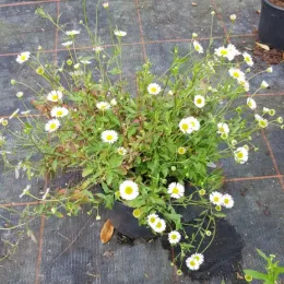 La Vergerette de Karwinski, Vergerette mucronée, Pâquerette des murailles ou Marguerite naine (Erigeron karvinskianus) — touffe de petites fleurs blanches en pot noir · Pot 2.5L