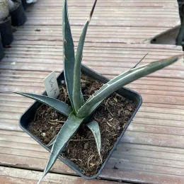 Agave du chihuahua (Agave lechuguilla) — jeune plante succulente en pot carré plastique · Pot 1L