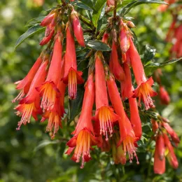 Phygelius (Phygelius capensis) — grappes de fleurs tubulaires orange pendantes · Photo d'illustration