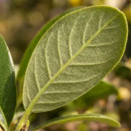 Magnolia 'Daphne' — gros plan sur une feuille duveteuse verte