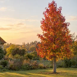 Copalme d'amérique 'Moraine' (Liquidambar styraciflua) — grand arbre isolé au feuillage automnal coloré