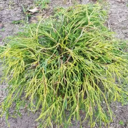Cyprès sawara 'Sungold' (Chamaecyparis pisifera) — arbuste conifère buissonnant au feuillage vert et jaune · Pot 3L
