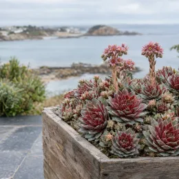 Joubarbe 'Chick charms steel appeal' (Sempervivum) — succulentes en rosettes dans bac bois, bord de mer · Photo d'illustration