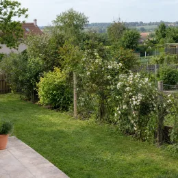 Rosier toujours vert (Rosa sempervirens) — grande haie fleurie le long d’un grillage · Photo d'illustration