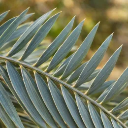 Arbre à laque (Butia capitata) — gros plan sur folioles pennées bleu-vert