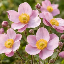 Anémone du japon 'Charm' (Anemone september) — gros plan de fleurs roses ouvertes au jardin · Photo d'illustration