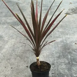 Cordyline 'Coral' (Cordyline australis) — jeune plant dressé au feuillage étroit bicolore · Pot 2.5L