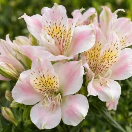 Alstrœmères (Alstroemeria) — gros plan de fleurs pastel veinées et tachetées · Photo d'illustration