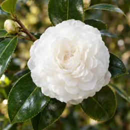 Camelia 'Satsuma' (Camelia japonica) — gros plan de fleur blanche double et feuillage · Photo d'illustration