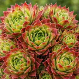 Joubarbe strawberry kiwi 'Chick charms strawberry kiwi' (Sempervivum) — rosettes serrées aux feuilles vertes bordées de rouge · Photo d'illustration