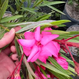 Laurier rose 'Emma' (Nerium oleander) — grappes de fleurs roses tenues en main