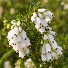 Bruyère 'Blanche' (Erica darleyensis) — gros plan de grappes de petites clochettes blanches