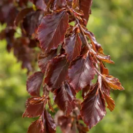 Hêtre commun 'Purple fountain' (Fagus sylvatica) — feuillage pourpre brillant en grappes pendantes