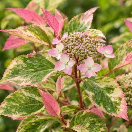 Hortensia japonais 'Euphoria pink' (Hydrangea serrata) — feuilles panachées vert crème et rose, fleurs naissantes