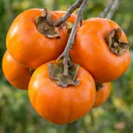 Plaqueminier 'Pomme jiro' (Diospyros kaki) — gros fruits orange mûrs groupés sur une branche