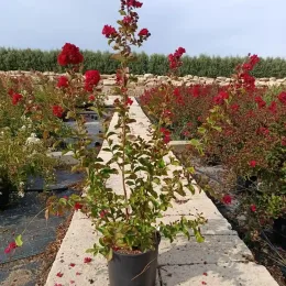 Lilas des indes 'Dynamite' (Lagerstroemia indica) — arbuste aux fleurs rouges en pot sur allée · Pot 7L