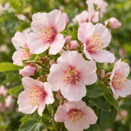 Seringat 'Petite perfume pink' (Philadelphus) — gros plan de fleurs roses simples