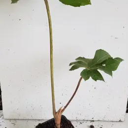 Aralie à papier de chine 'Rex' (Tetrapanax papyrifera) — jeune plant élancé sur motte nue, fond blanc · Godet