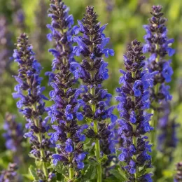 Sauge officinale 'Blue' (Salvia apex) — épis floraux dressés bleu vif et violet · Photo d'illustration