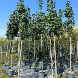 Érable plane (Acer platanoides) — alignement de jeunes arbres tuteurés en conteneurs · Pot 30L Tige 10/12