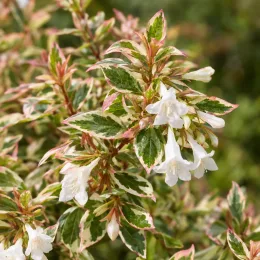 Abélia 'Tricolor charm' (Abelia grandiflora) — fleurs blanches et feuillage panaché en gros plan